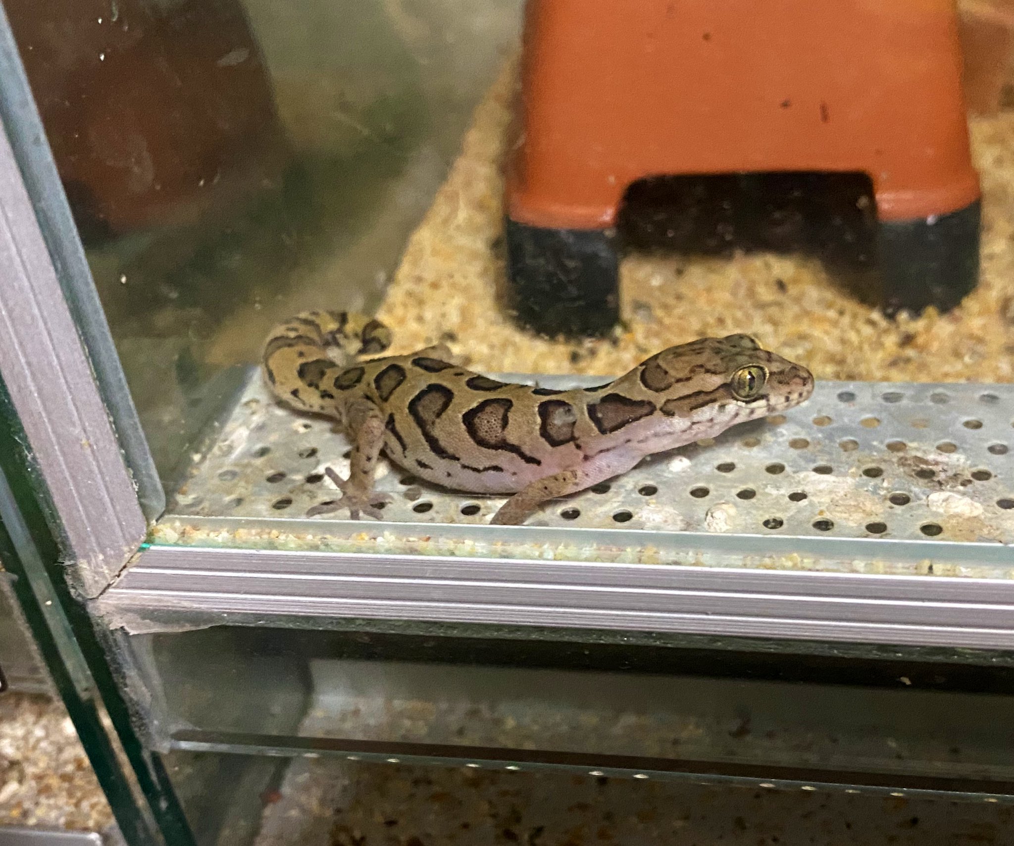 ヤモリの悪魔 悪魔の使いと呼ばれる「エダハヘラオヤモリ」の無敵擬態映像