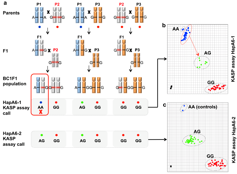DrHikov's tweet photo. Conversion of SNP chip assays into locus-specific KASP markers in polyploid species can be tricky!

In collaboration with the JLU team, we present a "user guide" for effective SNP conversion into KASP markers in wheat: https://t.co/VVBuA5u1EI #openaccess https://t.co/lOzUVFR6rq