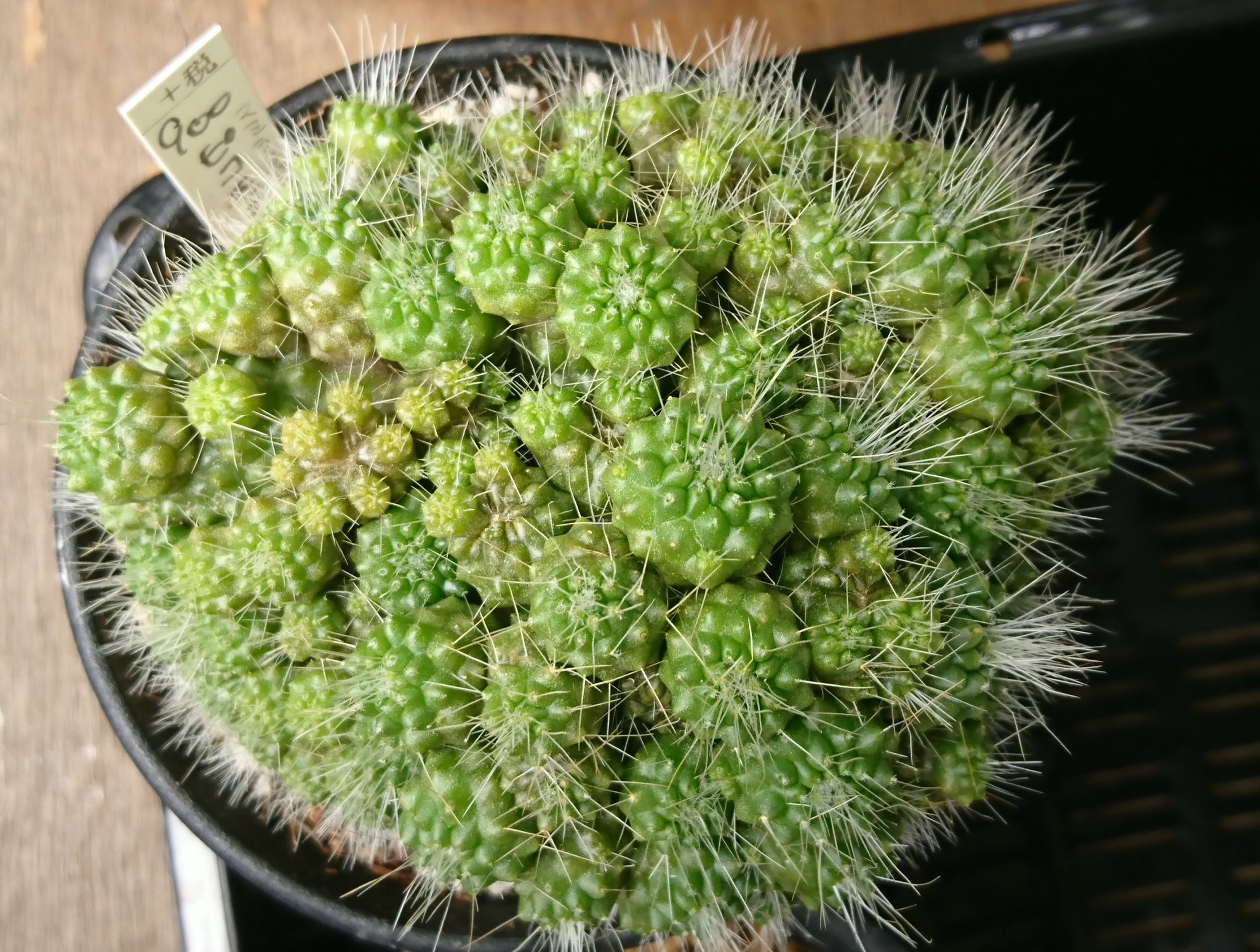 Miharu Hexenschuss マミラリア ピコのモンスト 集合体恐怖症の方には辛いかも 植え替えたらまた新しい 成長点がボコボコ増えて 成長著しい ベランダ園芸 多肉植物 サボテン T Co S3qriv9hlu Twitter