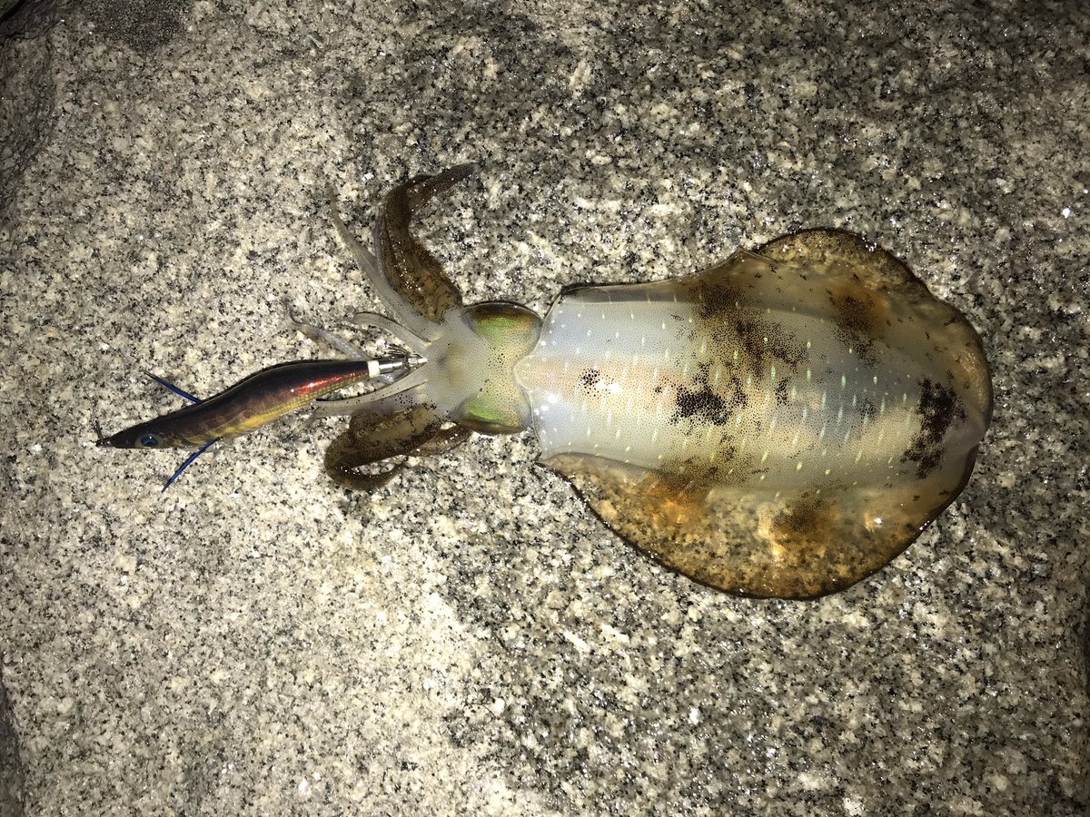 Nao 昨晩は春イカチャレンジ 成功 O O でもなぜ秋イカサイズ ロ ੭ キロアップどこ R 春イカ アオリイカ ヤマシタ エギ王k 香川県 瀬戸内海 Daiwa エメラルダス たまちゃん エギング 餌木