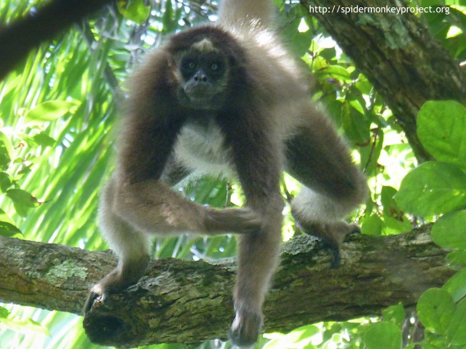 Proyecto Mono Araña tweet media