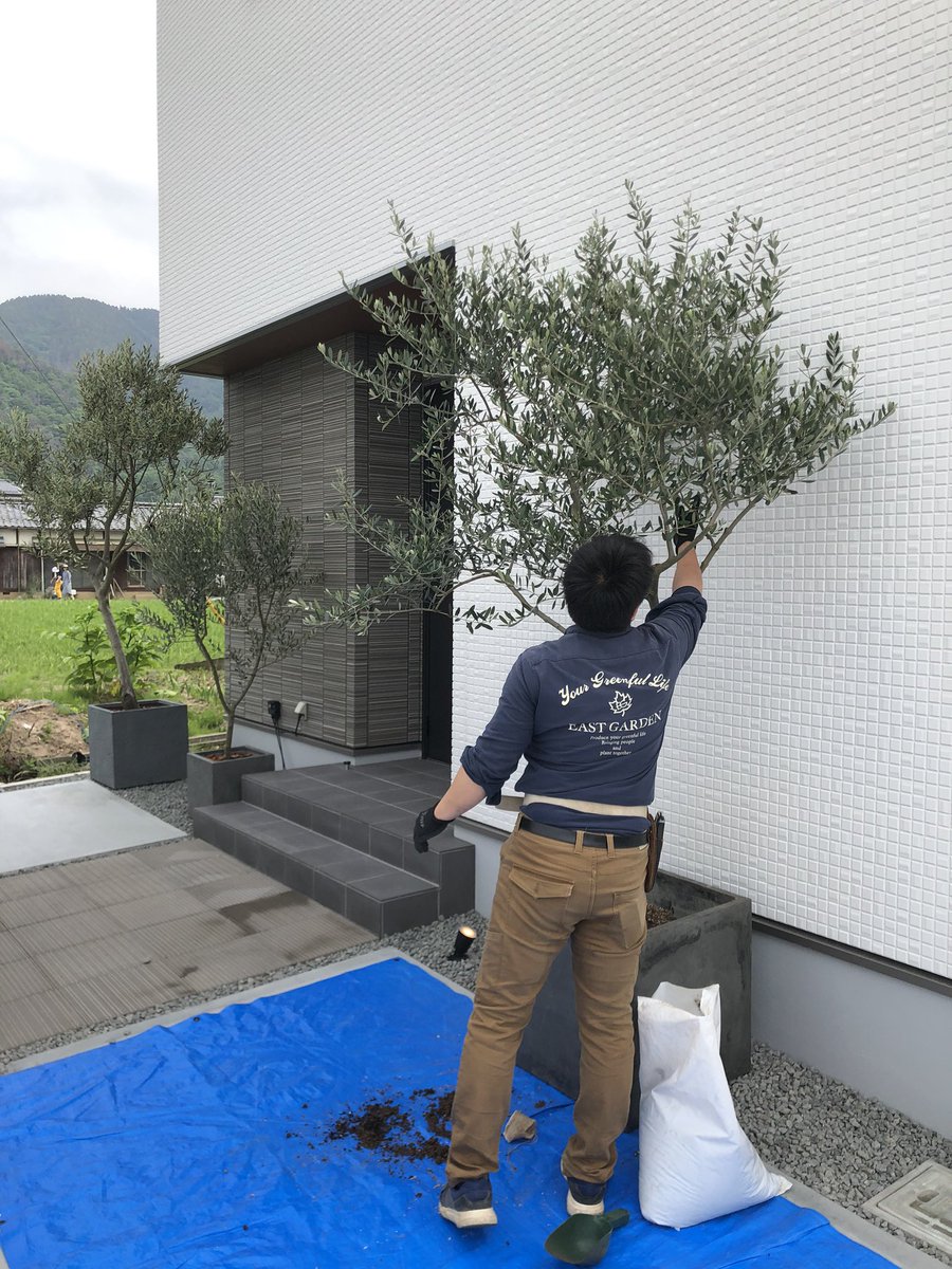 オリーブ鉢植え オリーブ鉢植え