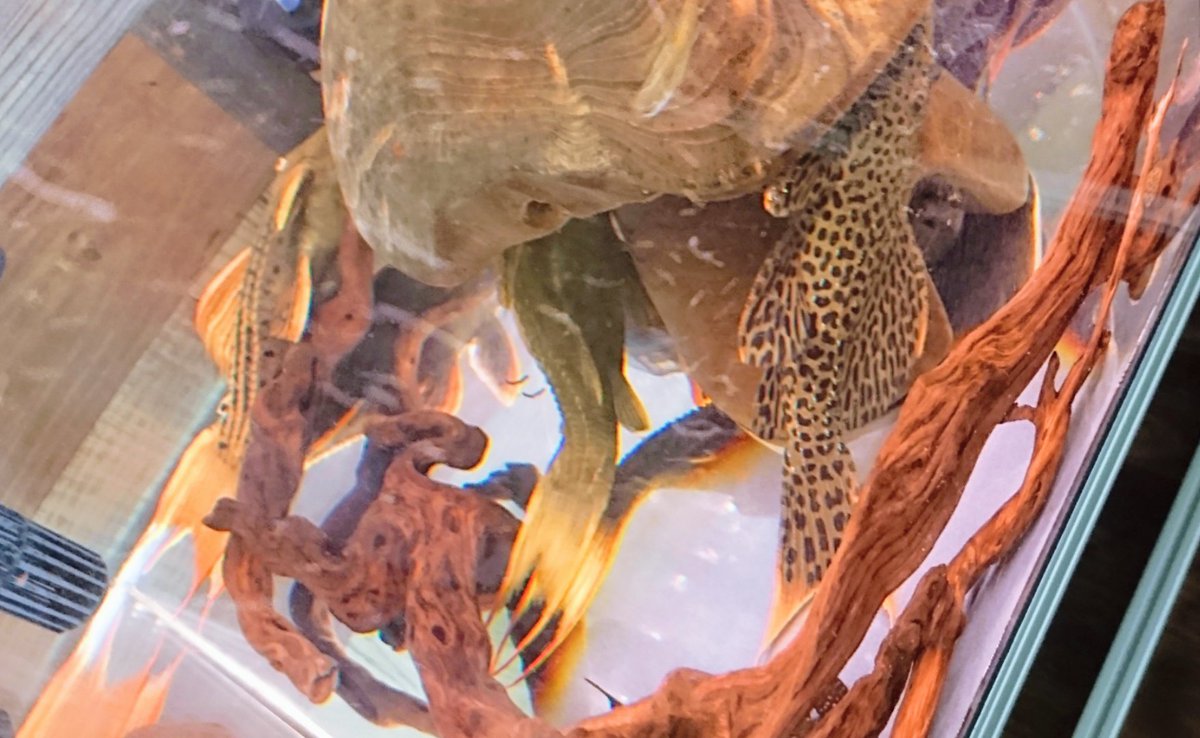 shumagooorath's tweet photo. オレフィントリオ( ´・∀・`)🍊
#Pseudacanthicus https://t.co/hXnRUYCfyM