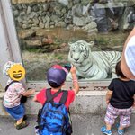 珍しい!？東武動物公園のホワイトタイガーがサービス精神満載w