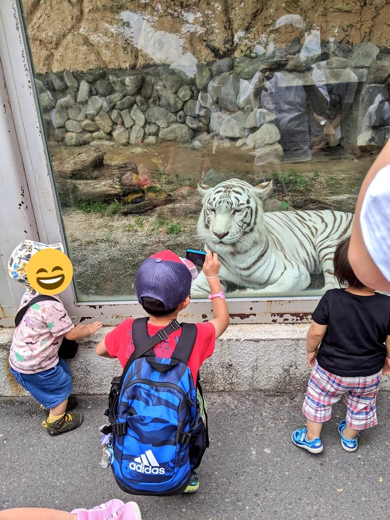 珍しい！？東武動物公園のホワイトタイガーがサービス精神満載ｗｗ