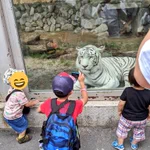 珍しい!？東武動物公園のホワイトタイガーがサービス精神満載w