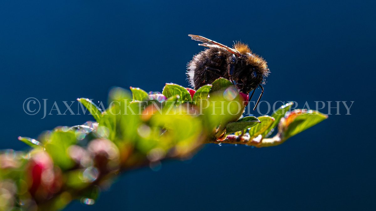 JaxMacPhoto's tweet photo. Backlit Bee. Single shot, Canon 1DX2.
-
#macroinsect #macrobee #macrobees #macrophotographyworld #macroinsects🐞🐞🐞 #macroinsects #macrophotography #macro_brilliance #macrophotos #macro_captures_ #macro #insectphotography #insects #insect #canonphotography #canon1dx #canonshot https://t.co/eQVDHh5js0
