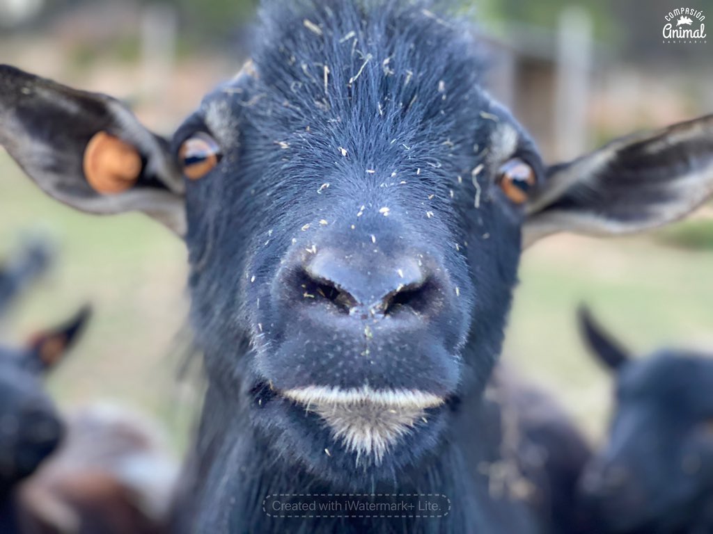 CompasionAnimal's tweet image. Os presentamos a Dante, una de las cabras rescatadas de la granja escuela. 

La diferencia entre ser un número y tener un nombre es la diferencia entre una granja y un santuario.

Dejar de ser algo para ser alguien ❤️