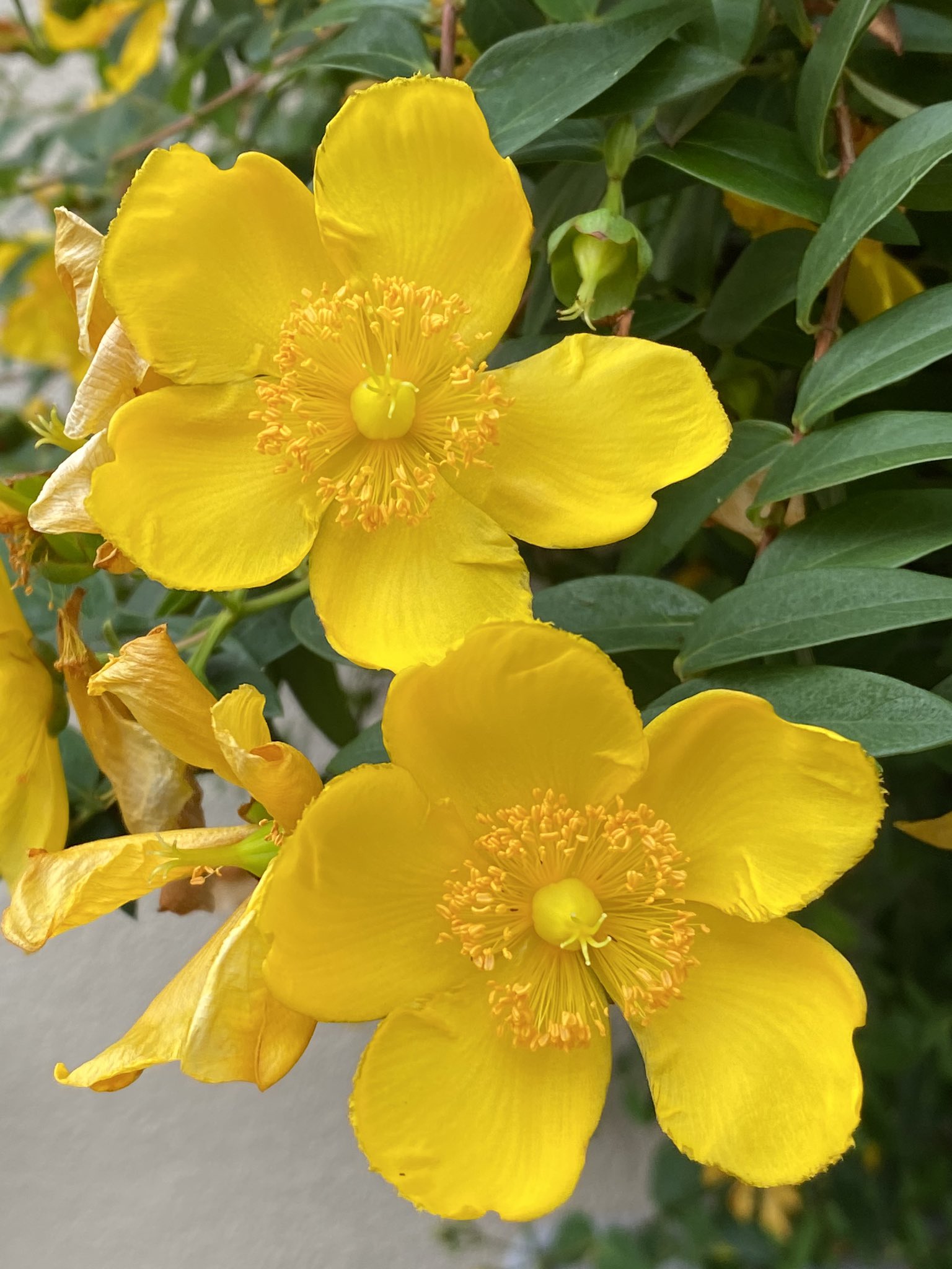 Choux しゅー 弟切草はオトギリソウ属の日本の野草で薬草として使われてきたらしい オトギリソウ属には他にヒペリカムやビヨウヤナギ キンシバイなどの園芸種があるよ画像は今さっき他所様のお宅で撮ってきたキンシバイ かなぁ T Co Cdyvte9fcs