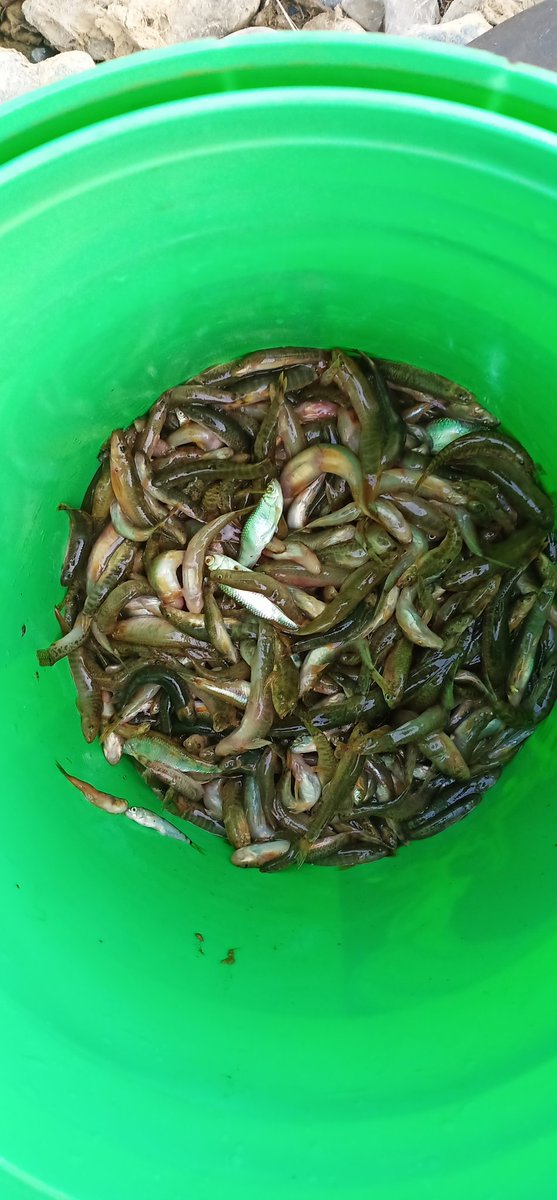 HenryBrook3's tweet photo. #CSCMANIPURSOCIALMEDIADAY#ChakpiRiverChandelFishing# @WangkhemDilip @CSCSPV @2018Manipur @dintya15 https://t.co/ESl6C5iPbJ