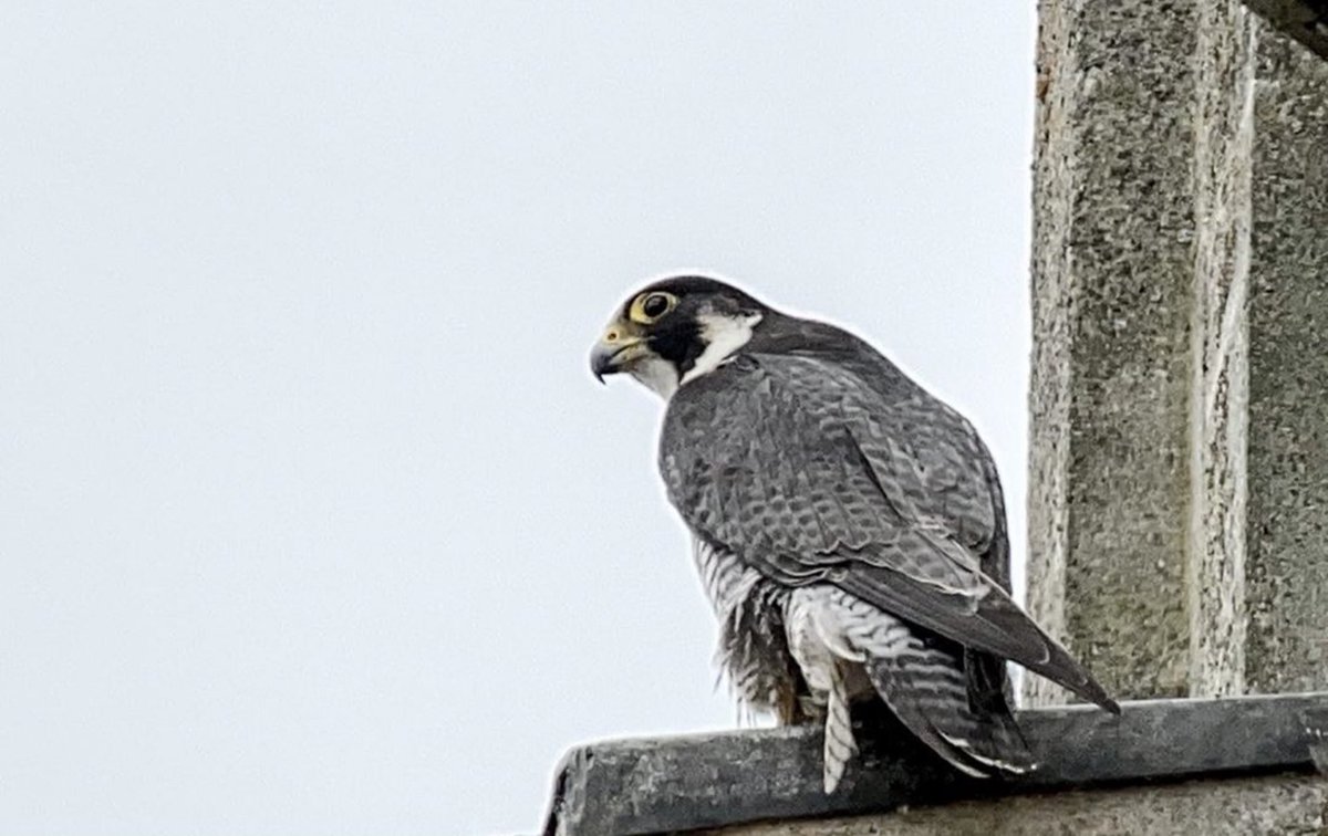 Thanks to Mike Birkhead for this... a really clear and close up photo of the peregrine falcon on All Saints Church! We’ve been lucky enough to see it a few times, but not managed any photos like this! 😊👍