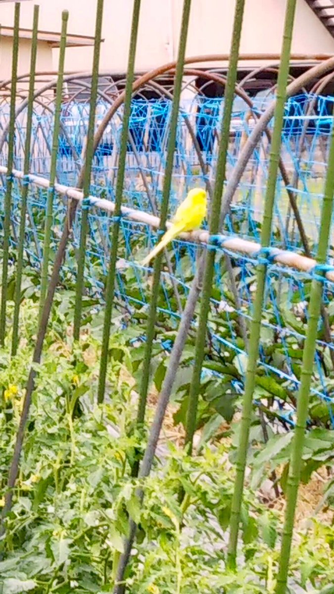 kaako0312_t's tweet photo. 用事が終わったので先程の迷子インコ、気になるのでまた見て来ます。
「おいで〜」って言うと寄って来たので手乗りインコさんだと思います。お鼻が薄い桃色だったので女の子かな。
スズメさんたちと一緒に田んぼを飛び回ってました。
#迷子インコ
#セキセイインコ
#京都 https://t.co/qe4uLloR0e