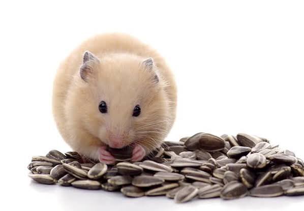 Можно давать хомякам семечки. Джунгарик ест семечки. Хомяк и семечки. Хомяк грызет семечки. Можно давать хомякам семечки.