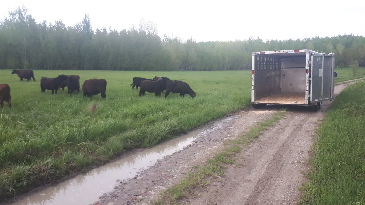 Just done with the last draw of yearlings <a href="/WildernessRanch/">Wilderness Ranch</a> north tonight , 8 hr ride now relax in knee high grass , see you when the snow flies