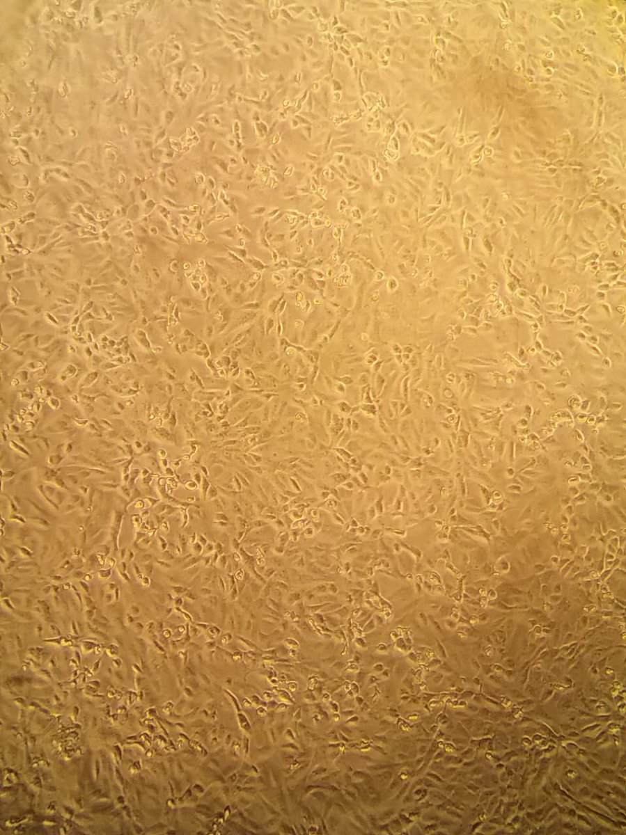 Sandra López Vergès tweet media