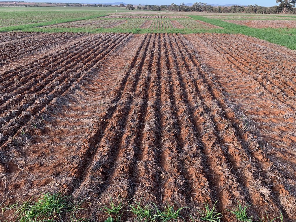 UnfsNorth's tweet image. Barley Time of Sowing. 3TOS. Super effort by Orrock Farming getting it up &amp;amp; away looking fantastic. 
We’ve some amazing trials to share this year! This Fullerville Super Site has &amp;gt;10 trials together &amp;amp; will be at the core of our Members Expo! September 24th...Save the Date! #SAGIT