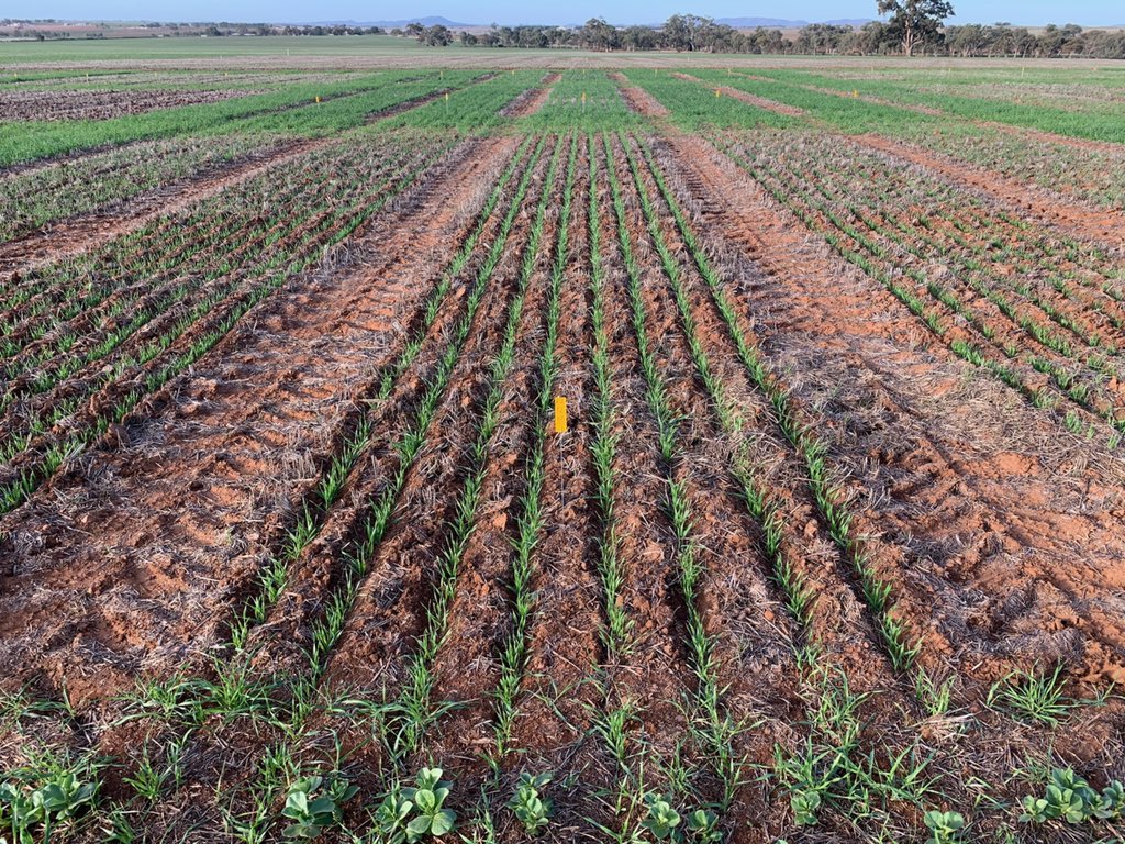 UnfsNorth's tweet image. Barley Time of Sowing. 3TOS. Super effort by Orrock Farming getting it up &amp;amp; away looking fantastic. 
We’ve some amazing trials to share this year! This Fullerville Super Site has &amp;gt;10 trials together &amp;amp; will be at the core of our Members Expo! September 24th...Save the Date! #SAGIT