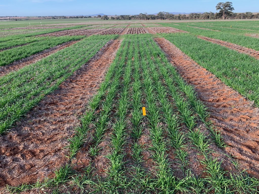UnfsNorth's tweet image. Barley Time of Sowing. 3TOS. Super effort by Orrock Farming getting it up &amp;amp; away looking fantastic. 
We’ve some amazing trials to share this year! This Fullerville Super Site has &amp;gt;10 trials together &amp;amp; will be at the core of our Members Expo! September 24th...Save the Date! #SAGIT