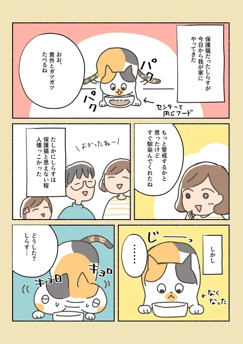 三毛猫しらす日記①保護猫だったしらすが我が家にやってきた後の日常。猫の目のように気まぐれよ。 