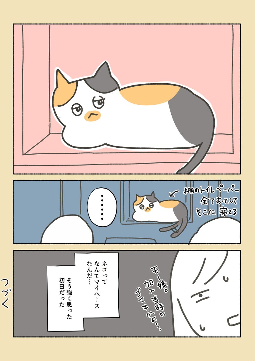 三毛猫しらす日記①

保護猫だったしらすが我が家にやってきた後の日常。
猫の目のように気まぐれよ。 