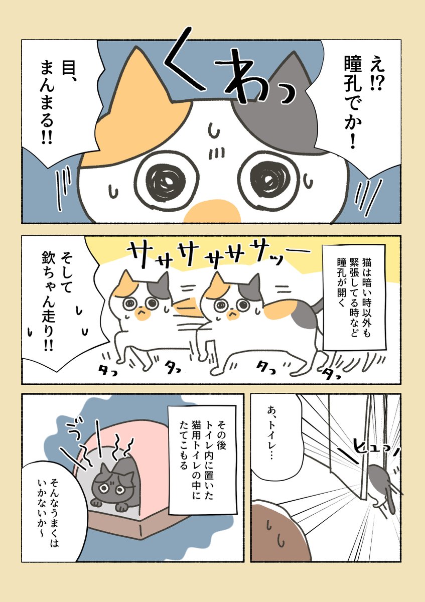 三毛猫しらす日記①

保護猫だったしらすが我が家にやってきた後の日常。
猫の目のように気まぐれよ。 