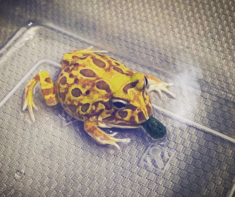 MissWoolla's tweet photo. Cigar?! 🌫
#pacmanfrog #pacmanfroglife #cute https://t.co/ulCT3JbZCd