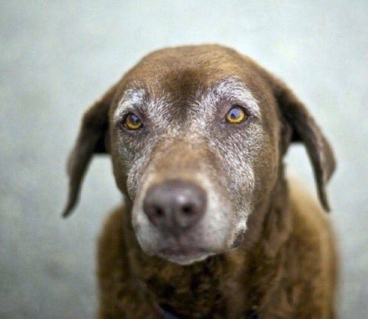 If the kindest souls were rewarded with the longest lives, dogs would outlive us all. ♡