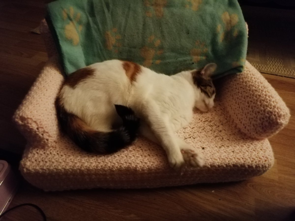 Neuqie's tweet photo. Luna has ignored her beautiful new bed all day, so I finally caved and put cat nip on it... https://t.co/1QGNi8Pgx4