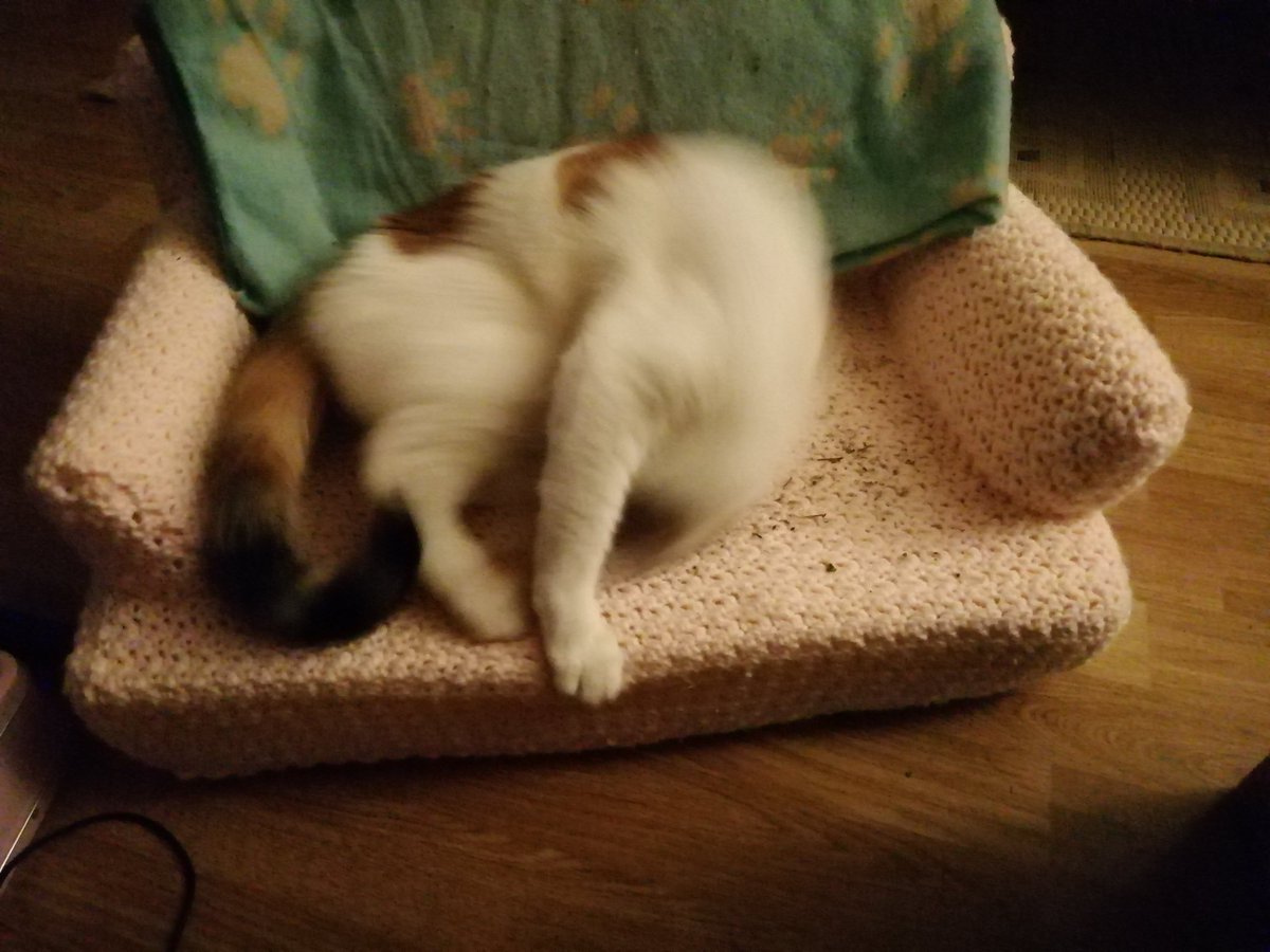 Neuqie's tweet photo. Luna has ignored her beautiful new bed all day, so I finally caved and put cat nip on it... https://t.co/1QGNi8Pgx4