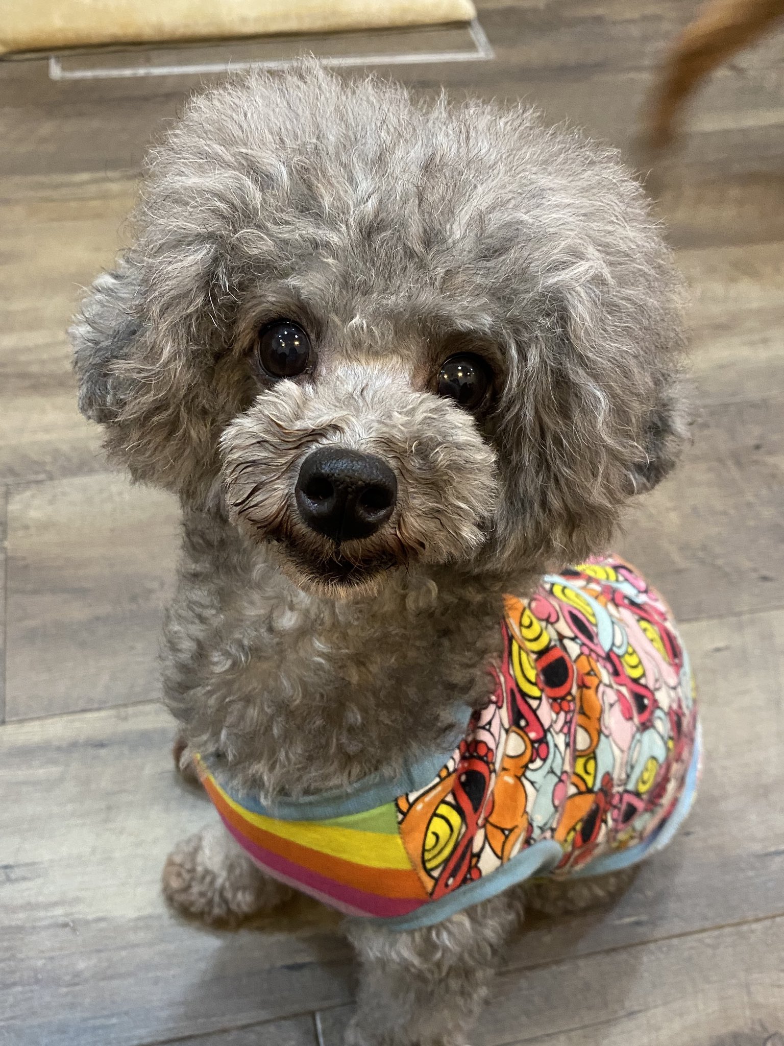 保護犬カフェ 鶴橋店 里親様募集中 むっちゃん トイプードル 女の子 6歳 ハイテンションガールのむっちゃん 撫でてー 可愛いでしょー と 頭をずぼっと突っ込んできます 里親募集中 保護犬カフェ鶴橋店 保護犬 トイプードル 鶴橋 大阪