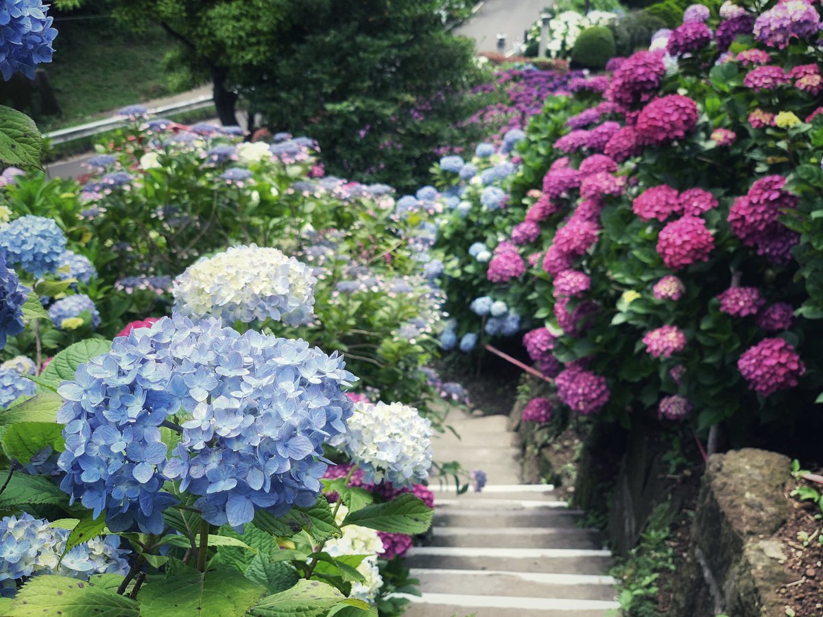 Mametibmy's tweet photo. 青の紫陽花がすき

#紫陽花 
#hydrangea 
#いこいの里園 
#鹿児島
#写真好きな人繋がりたい
#写真撮ってる人と繫がりたい https://t.co/15CjEp1uIS