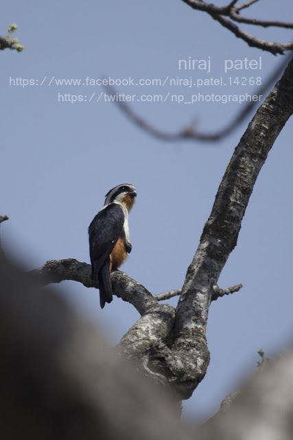 bit.ly/2hqzBIh collared falconet #indianbirds #birdsofindia #collaredfalconet #falcon #smallestfalcon #corbettnationalpark #indiawillife #cwc #canonwildclick #wildlifephotography #naturephotography