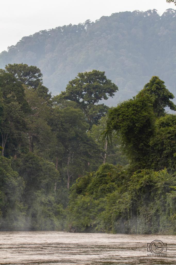 IzereenM's tweet photo. World Environment Day 2020.
Serenity | Tranquility | Diversity.
Sungai Muda,
Ulu Muda Forest Reserve.
A reminder of what will be lost if we don't save this jewel.
#saveulumuda #EnvironmentDay2020 https://t.co/8gKFf0j3Z8