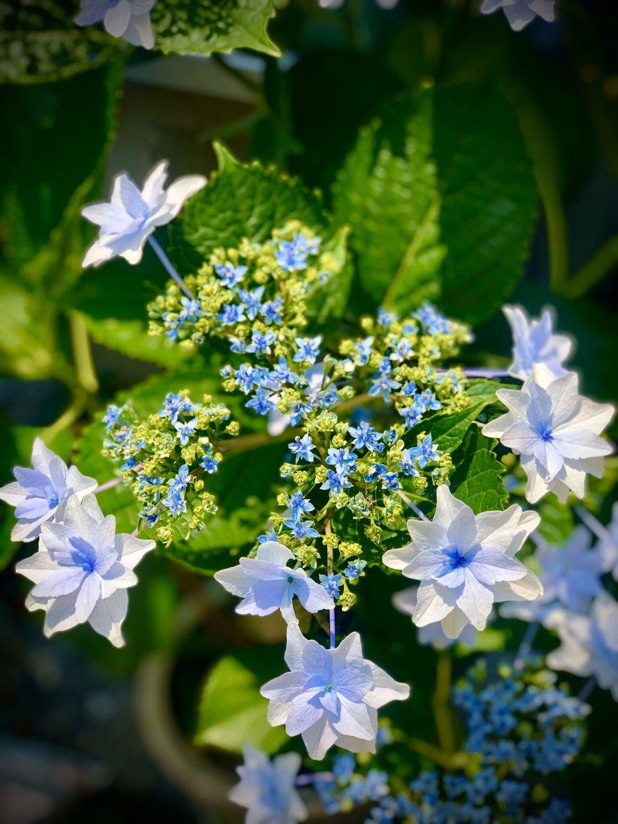  color combo  #என்வீட்டுதோட்டத்தில்