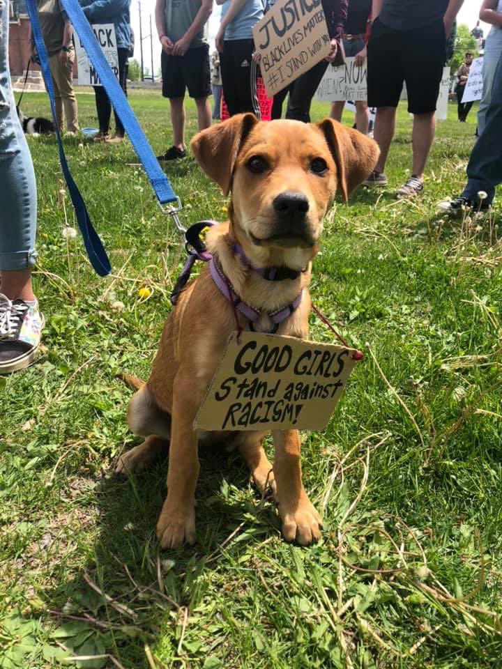 thread of very good dogs protesting for justice