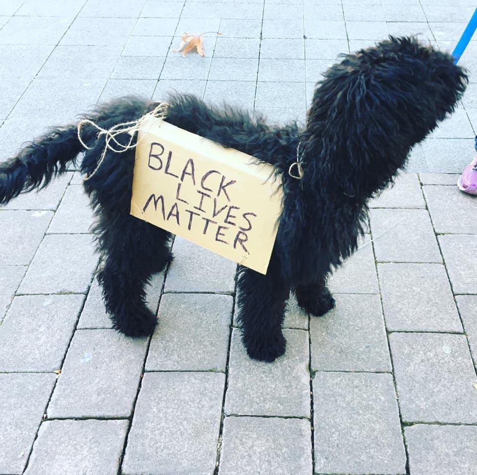 thread of very good dogs protesting for justice