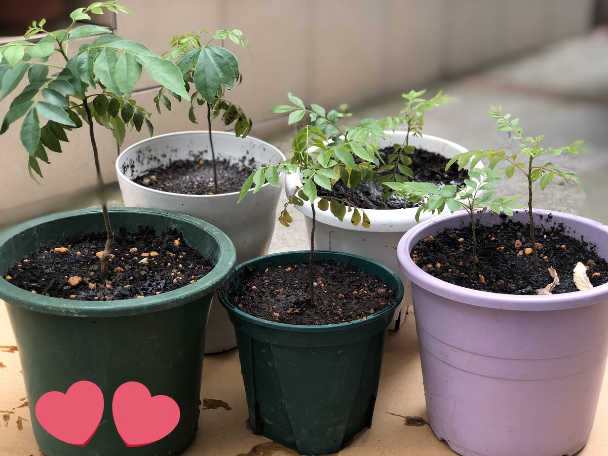 குட்டீஸ் கூட சேர்ந்து விதை போட்டு வின்டர் எல்லாம் தாங்கி கருவேப்பிலை செடி இங்க வந்து நிக்குது 6 மாசத்துல.  #என்வீட்டுதோட்டத்தில் 