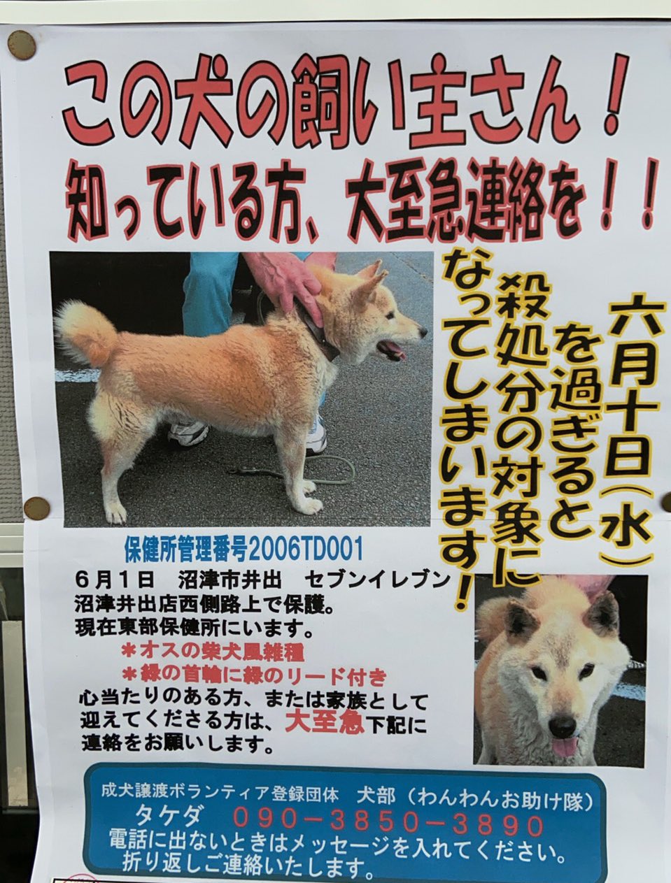 ゆか Twitter પર スーパーに貼り紙してあった 沼津 迷い犬 緑の首輪 緑のリード お家に帰れますように T Co D5fouzjcrn Twitter