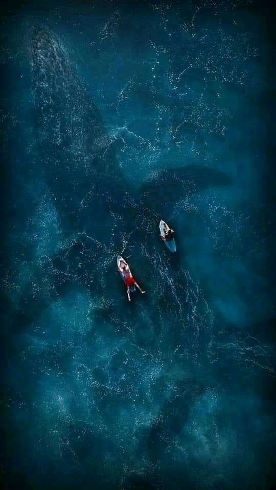 _herun07's tweet image. Alasan kenapa aku takut laut,
Yang ada dipikiranku :