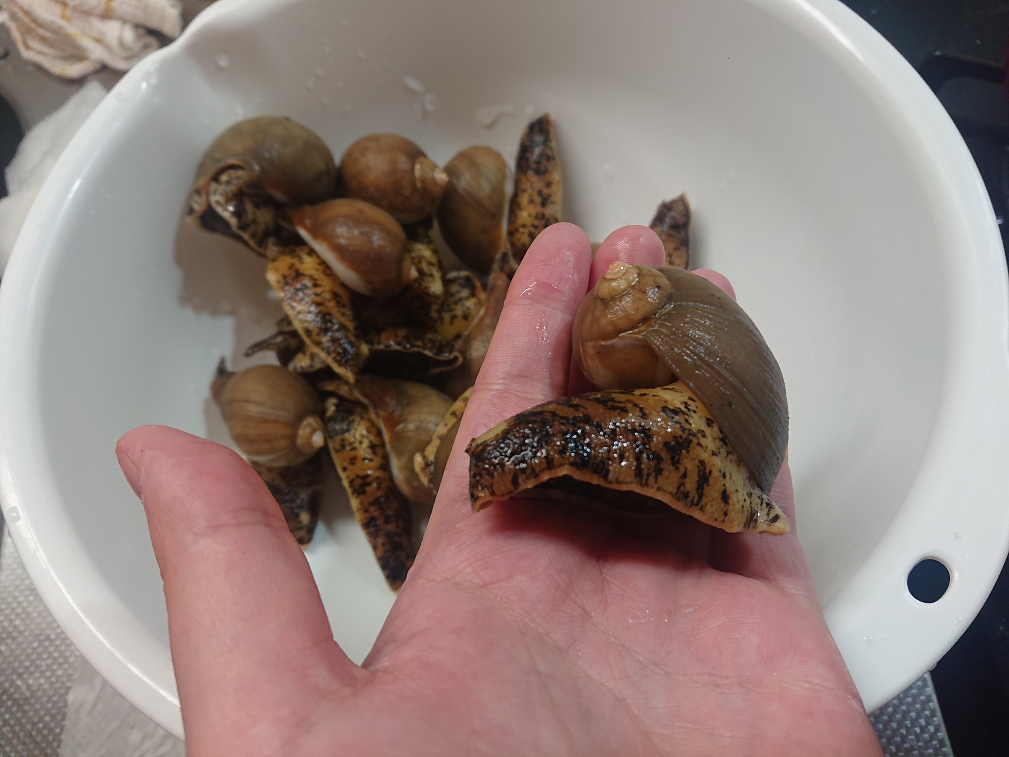 めいめいひつじ 青森でつぶ貝と言ったらこのモスソ貝 見た目マジかたつむりだけど 貝毒無いので丸ごと茹でておでんとかにして食べるとめちゃくちゃ美味しい ちなみにこれはまだ小さい方 めいめいひつじ 青森でつぶ貝と言ったらこのモスソ貝 見た目マジかたつむりだけど 貝毒無いので丸ごと茹でておでんとかにして食べるとめちゃくちゃ美味しい ちなみにこれはまだ小さい方