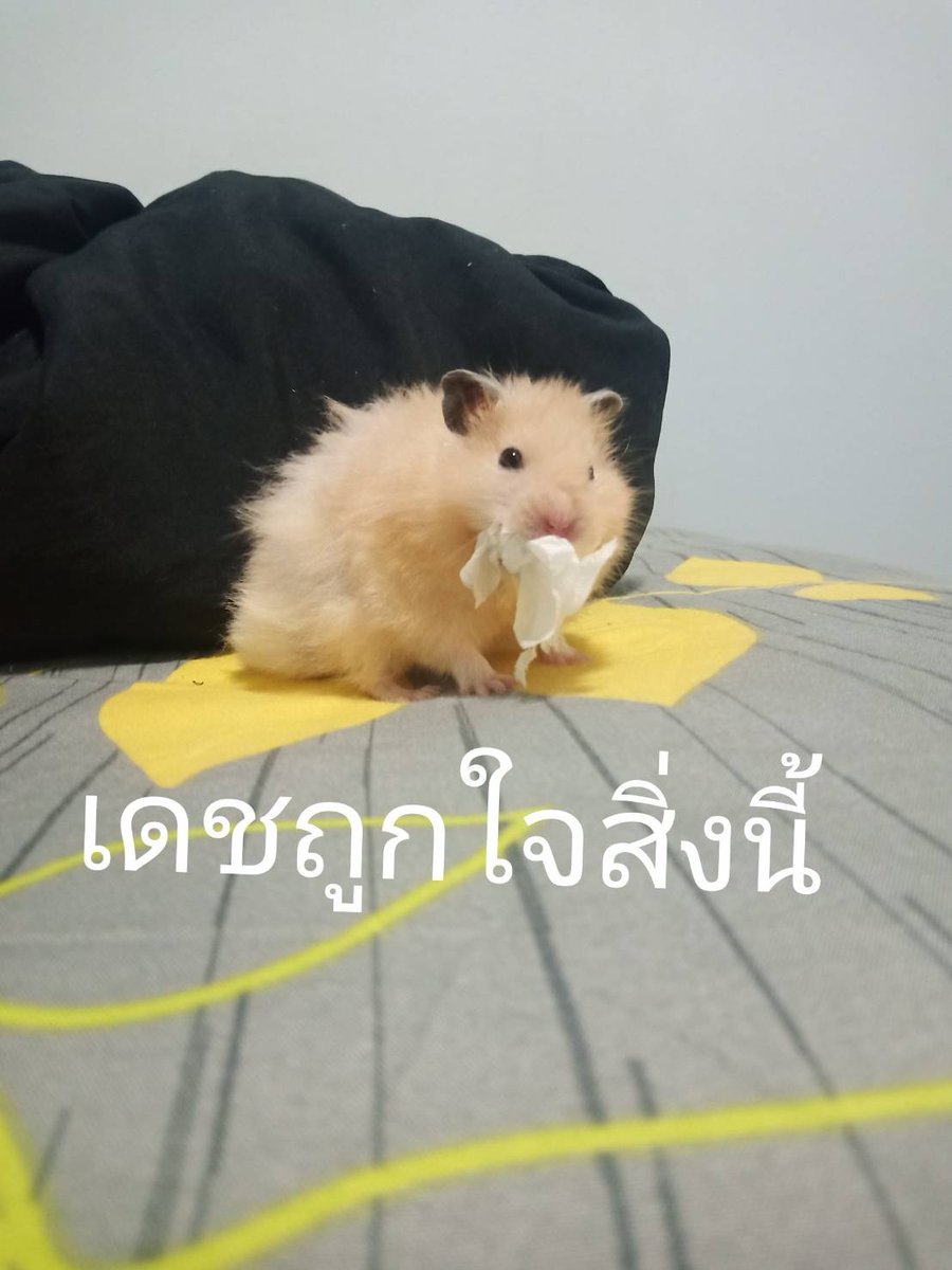 Kanda_Jenner's tweet photo. พี่เดชสึ https://t.co/b6CAO93sa0