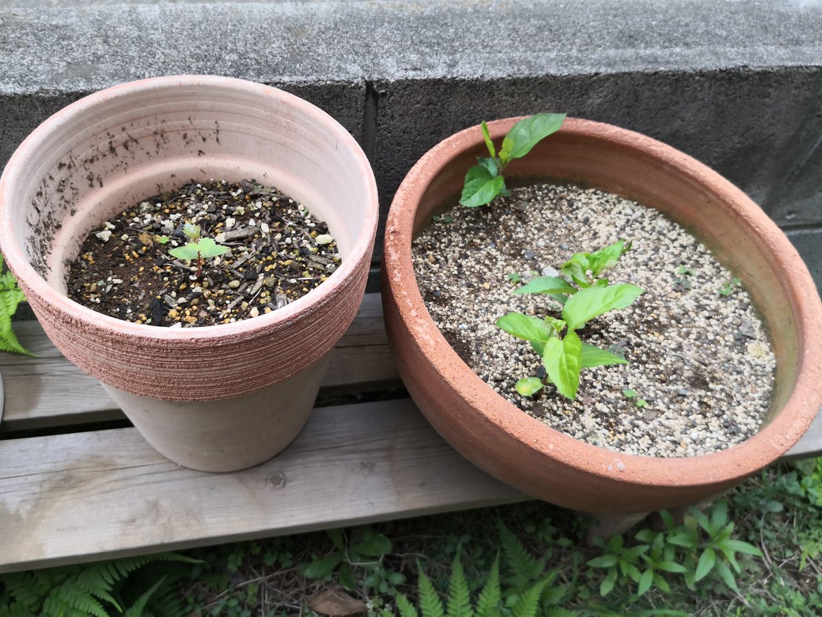 Yosuke 子供達が植えた葡萄とりんごの種から芽が出た 食後のデザートの残飯だったのに どうすりゃいいのよこのあと