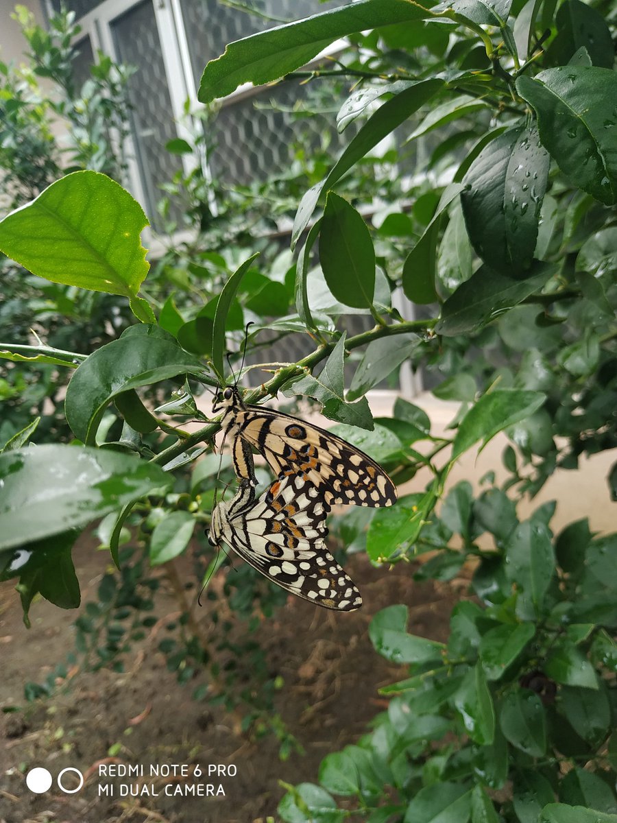 PRANAVKHATRI19's tweet photo. @Kartikayshukl14 @MoumiMazumdar @thetoxicminds #PhotosOfMyLife Day 1:
Every day a photo. One Week. No people, no explanations. Every day one invitation to contribute.

Invited by 
@Kartikayshukl14

Today’s nominee
@MansiGuptamd https://t.co/jm1FYLXx1V