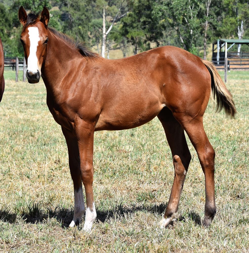 NewgateFarm's tweet photo. The Newgate Raised CAFÉ ROYAL👸 adds another win to her record for the @NathanDoyle015 stable in a tough performance @newcastleraces_ 🏇🎖️

Well done to owner/breeder @MatthewSandblom 👏

#RaisingRacehorses #ItsPossible https://t.co/kGgzi1xO0C