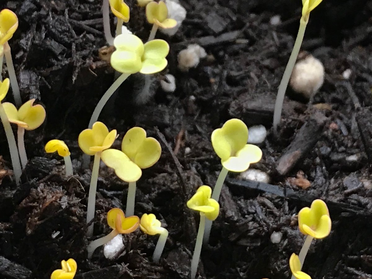 Vicky Ma tweet media