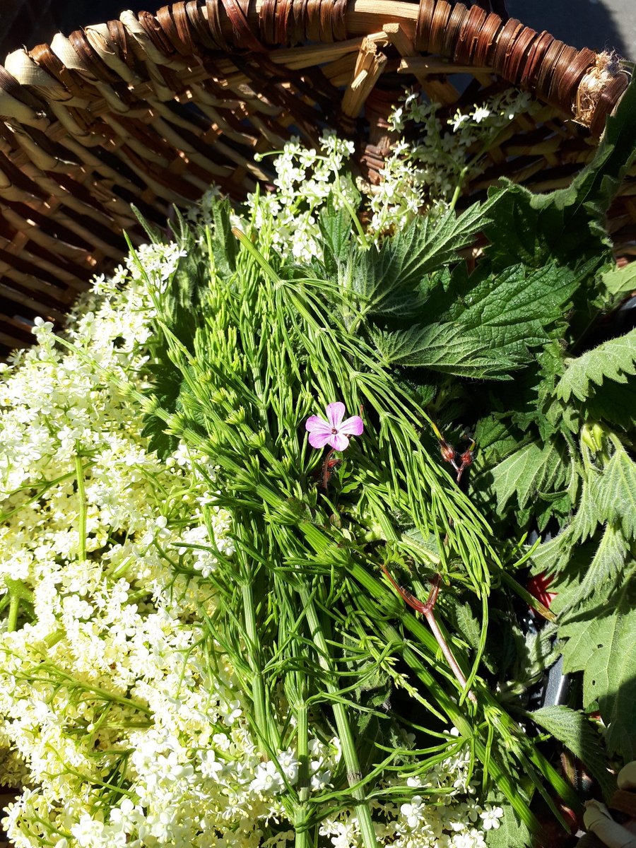 radicalhoneybee's tweet photo. In this 'new land', this next Gilgal, the stone is rolled away & life renews. As we remake our God in unfamiliar terrain, will we risk the wild unknowing of the holy, or will we tame, settle for parched grain when offered milk & honey? Wild food, a wilder God.
#Joshua5 #cLectio https://t.co/Mm7dmPvtE9