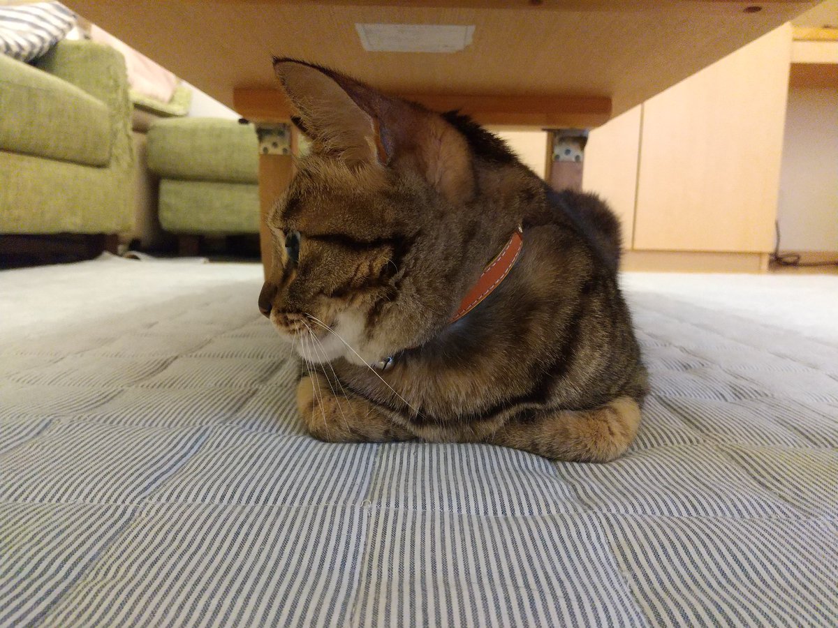 Seacat 猫が家に来る前は メインクーンがメイクイーン ゚d゚ ゚d゚ ゙ 猫がいる今は メイクイーンがメインクーン と見えてしまう笑 猫飼いあるある 猫好きあるある Seacat 猫が家に来る前は メインクーンがメイクイーン ゚d゚ ゚d゚ ゙ 猫がいる今は メイクイーンがメインクーン と見えてしまう笑 猫飼いあるある 猫好きあるある