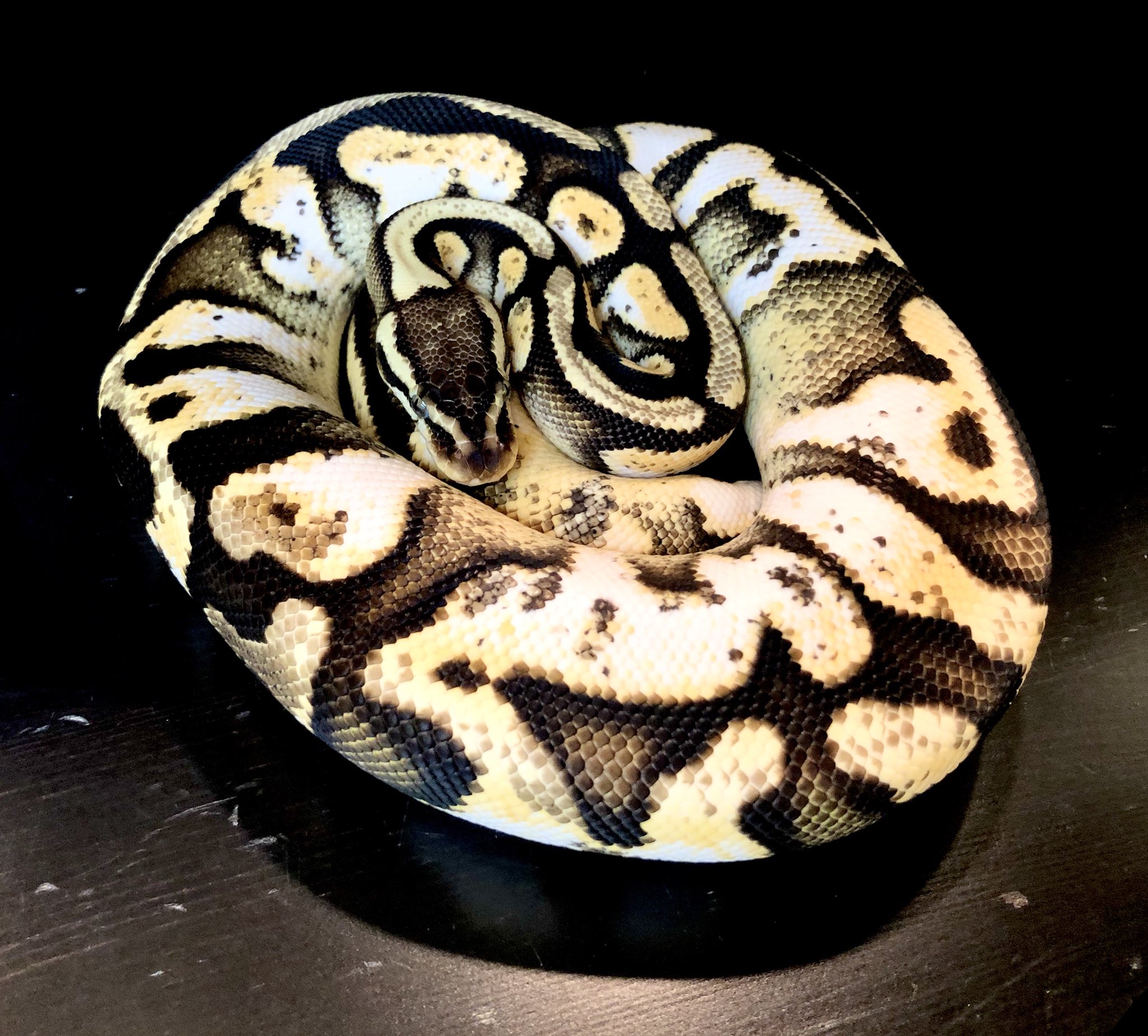 ネイチャーズ名古屋錦店 ボールパイソン シトラスパステルキャリコイエローベリーパラドックス スーパーチョコレート 美個体のボールパイソン 大きさもあるハンドリングのしやすい個体です ネイチャーズ 名古屋錦 爬虫類専門店 ボール