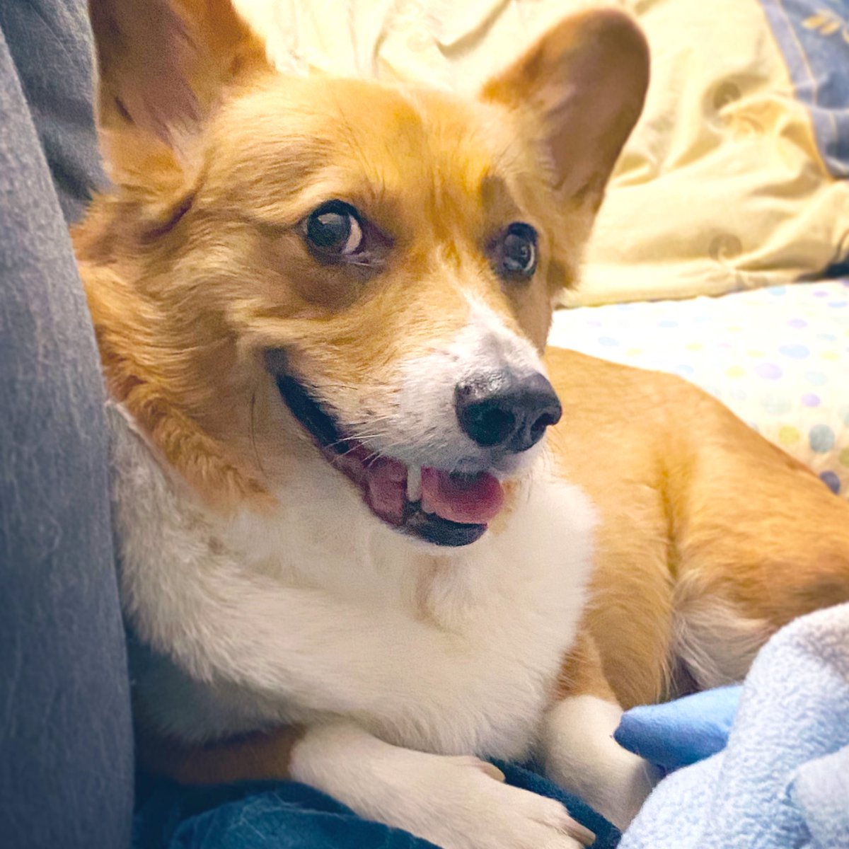 Good morning ☀️
-
Hope everyone is having a wonderful #Thursday 🥰
-
#CorgiSmiles for everyone! #Friday is tomorrow and the #weekend is soo close! 😆🎉 Almost there!
-
Stay safe everyone❤️ #corgilove #corgilife #spoileddog #handsomeboy #gentleman #corgicrew