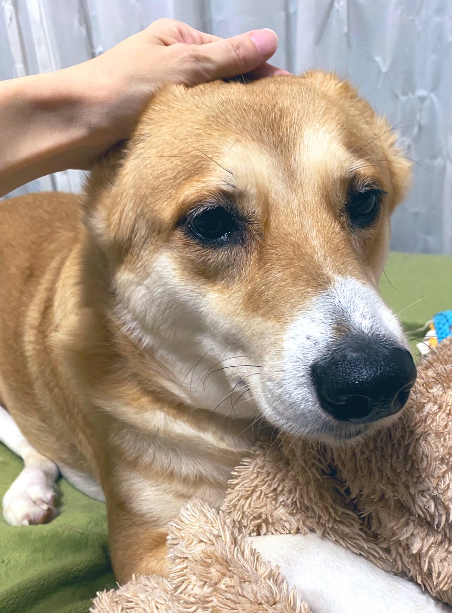 陸上のアザラシにしか見えない白柴犬さんがこれ アザラシは海の犬 寝転ぶ犬はアザラシ Togetter 陸上のアザラシにしか見えない白柴犬さんがこれ アザラシは海の犬 寝転ぶ犬はアザラシ Togetter